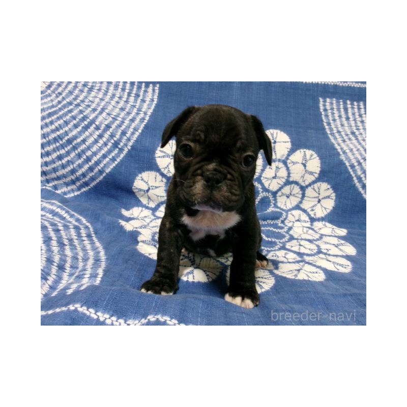 販売中の佐賀県のフレンチブルドッグ-444559