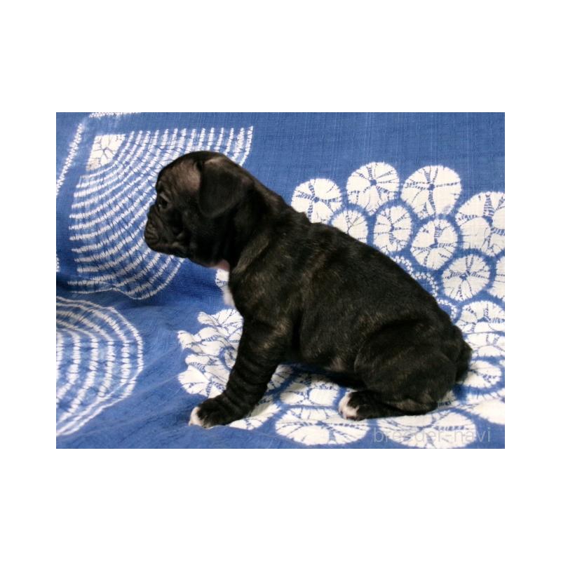 販売中の佐賀県のフレンチブルドッグ-444559の3枚目