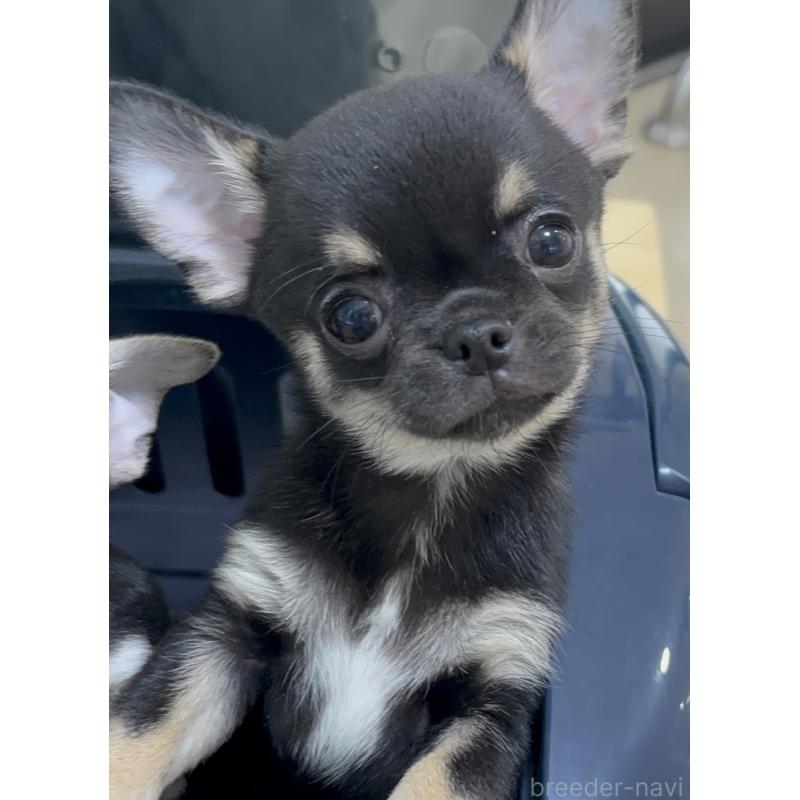 販売中の広島県のチワワ(スムースコート)-442618