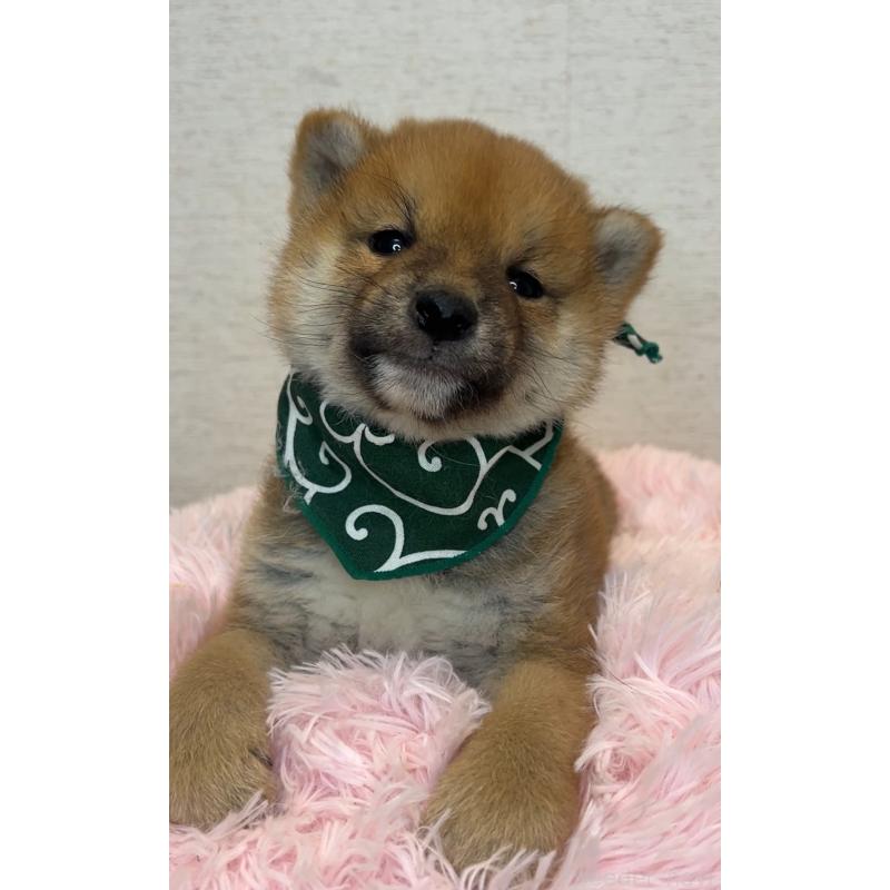 販売中の茨城県の柴犬-444563の4枚目