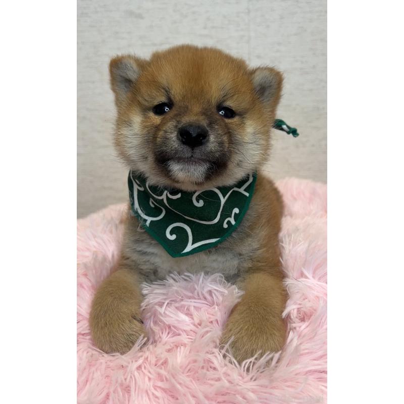 販売中の茨城県の柴犬-444563の3枚目