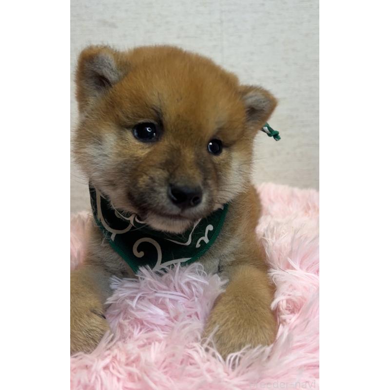 販売中の茨城県の柴犬-444563の2枚目