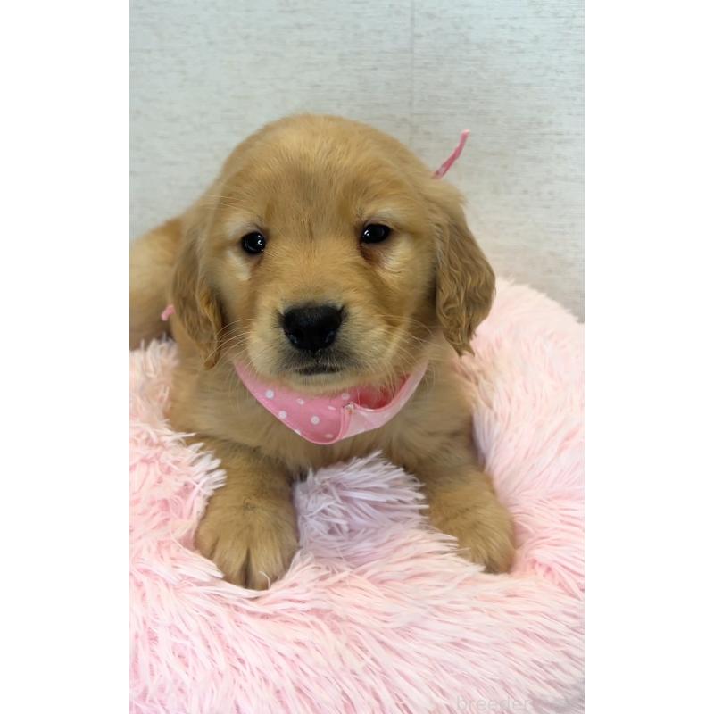 販売中の茨城県のゴールデンレトリーバー-440601の5枚目