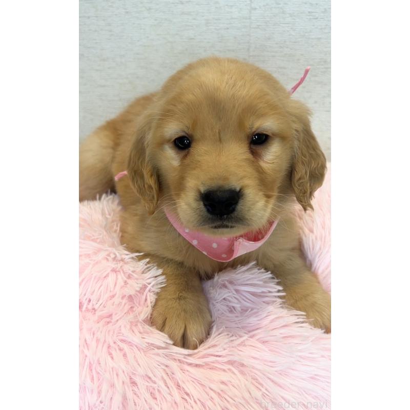 販売中の茨城県のゴールデンレトリーバー-440601の4枚目