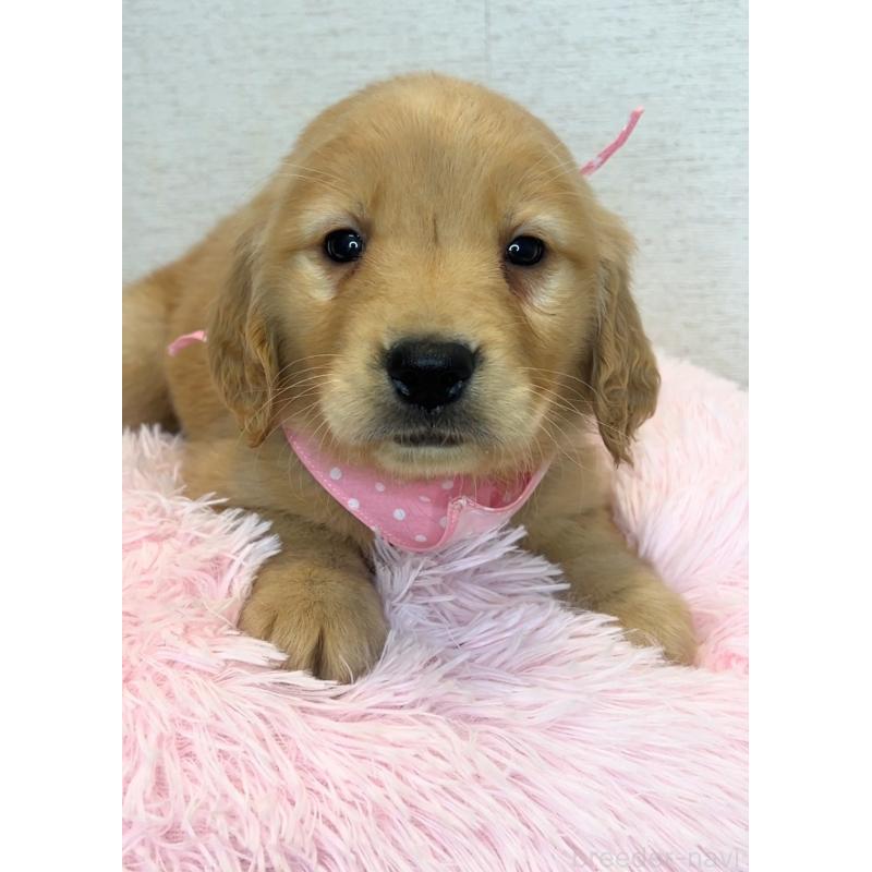 販売中の茨城県のゴールデンレトリーバー-440601の3枚目