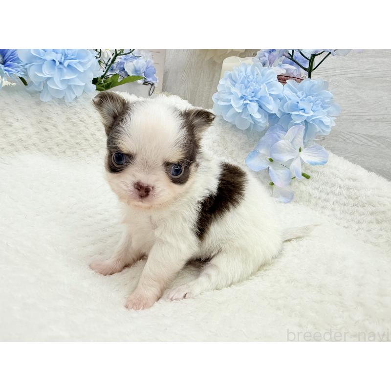 販売中の京都府のチワワ(ロングコート)-444566の6枚目