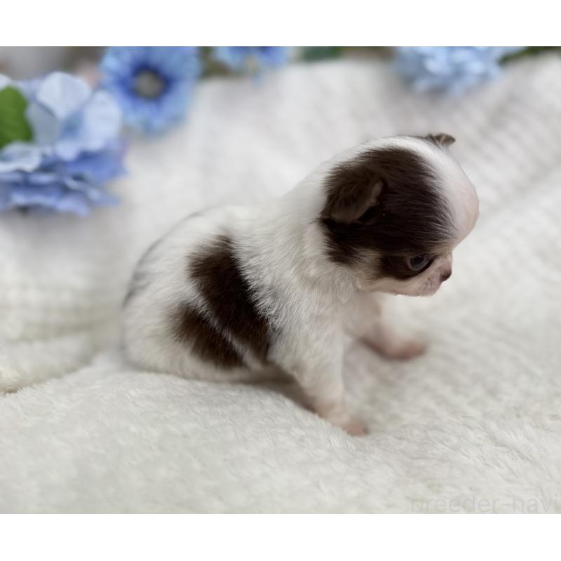 販売中の京都府のチワワ(ロングコート)-444566の5枚目