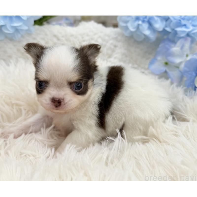 販売中の京都府のチワワ(ロングコート)-444566の4枚目