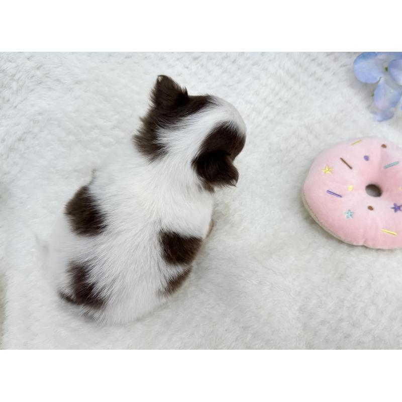 販売中の京都府のチワワ(ロングコート)-444566の3枚目