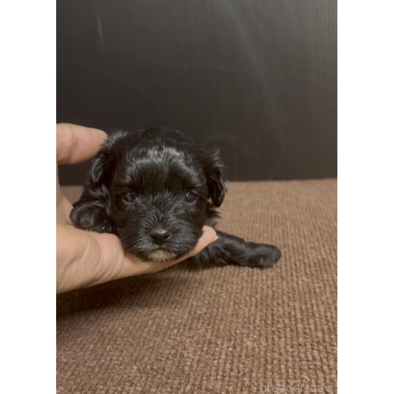 販売中の福岡県のヨープー:ヨークシャーテリア×トイプードル-444567の4枚目