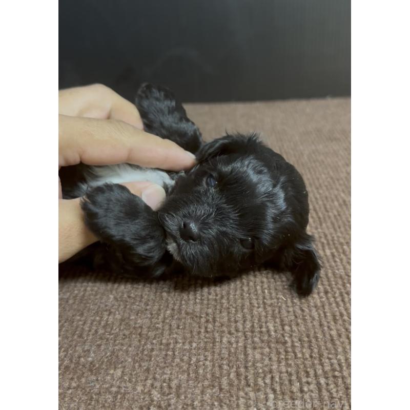 販売中の福岡県のヨープー:ヨークシャーテリア×トイプードル-444567の3枚目