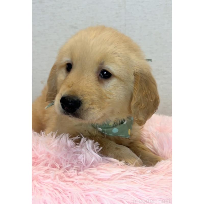 商談中の茨城県のゴールデンレトリーバー-440603の5枚目