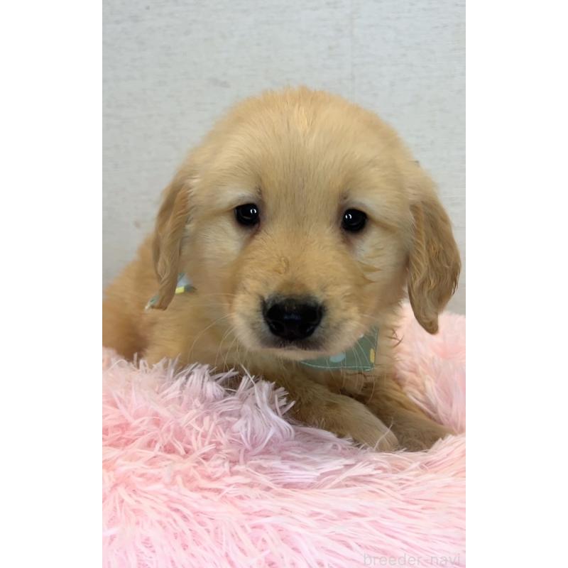 商談中の茨城県のゴールデンレトリーバー-440603の4枚目