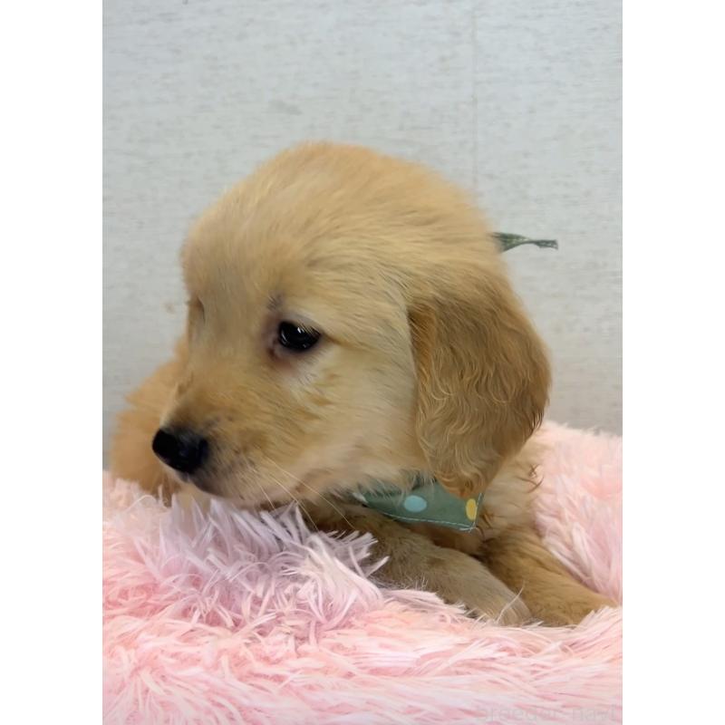 商談中の茨城県のゴールデンレトリーバー-440603の3枚目