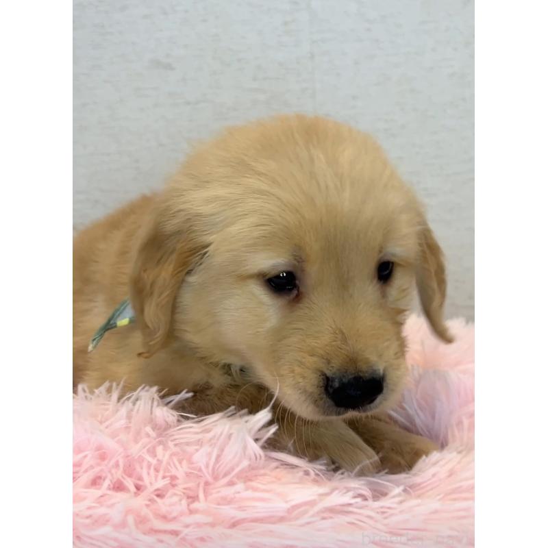 商談中の茨城県のゴールデンレトリーバー-440603の2枚目