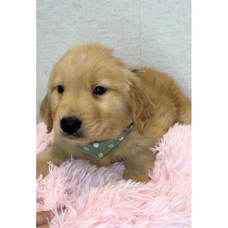 販売中の茨城県のゴールデンレトリーバー-440604の5枚目