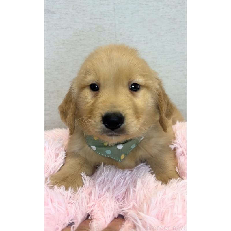 販売中の茨城県のゴールデンレトリーバー-440604の4枚目