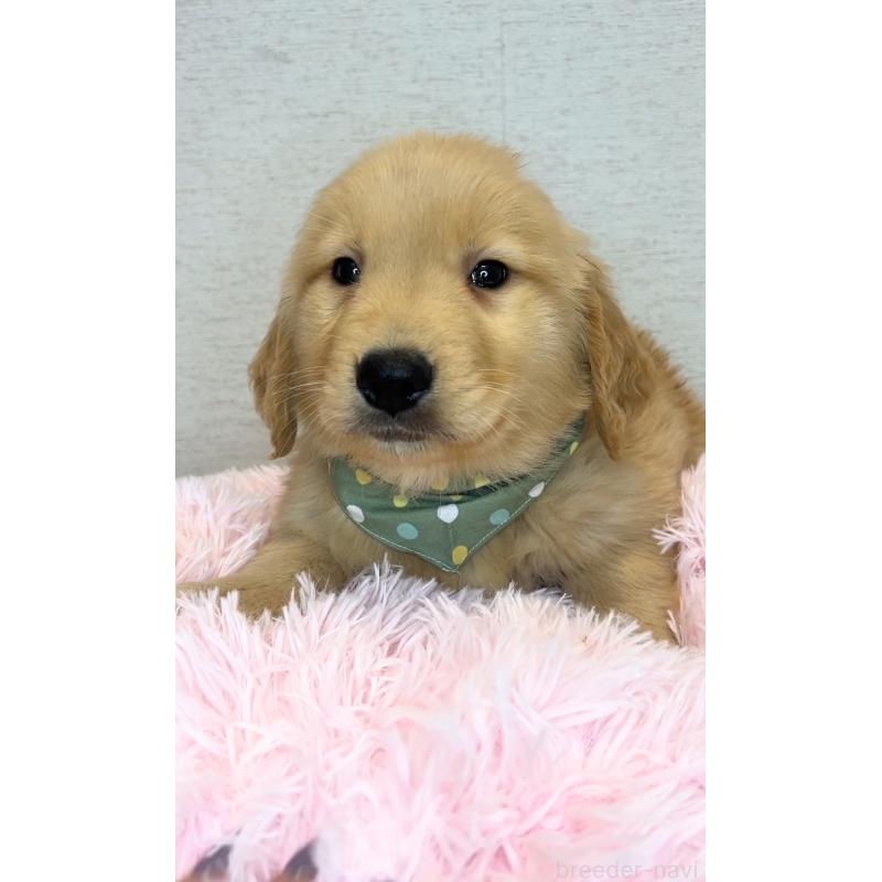 販売中の茨城県のゴールデンレトリーバー-440604の3枚目