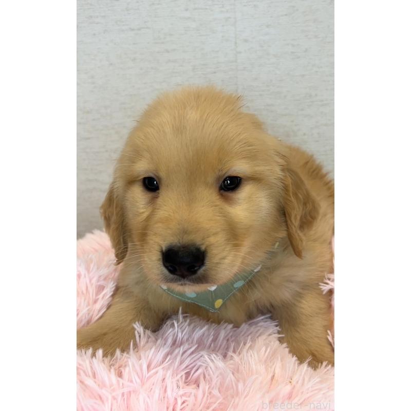 販売中の茨城県のゴールデンレトリーバー-440604の2枚目