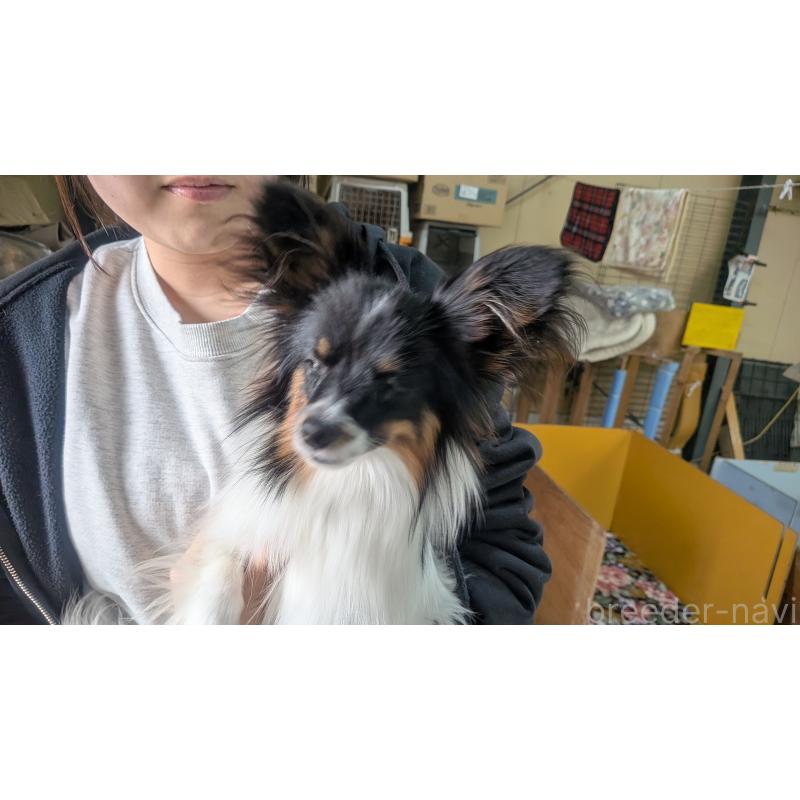 販売中の熊本県のパピヨン-398112の2枚目