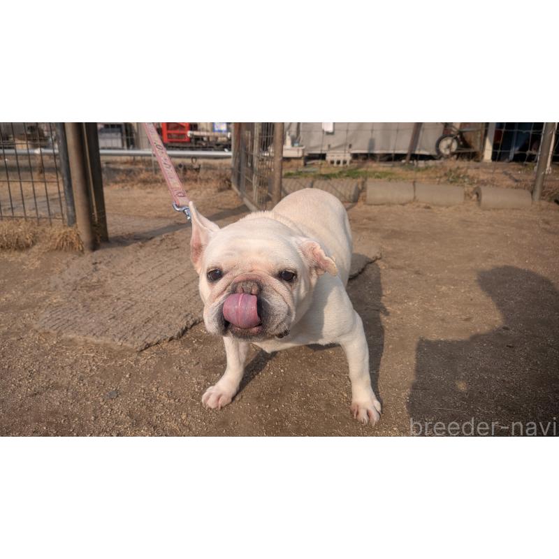 販売中の熊本県のフレンチブルドッグ-414998の3枚目