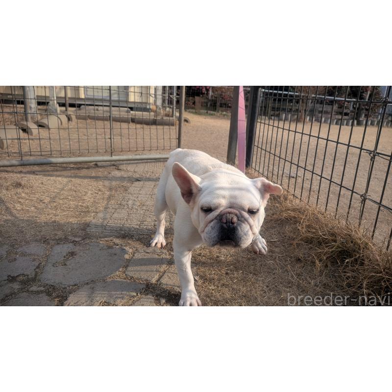 販売中の熊本県のフレンチブルドッグ-414998の2枚目