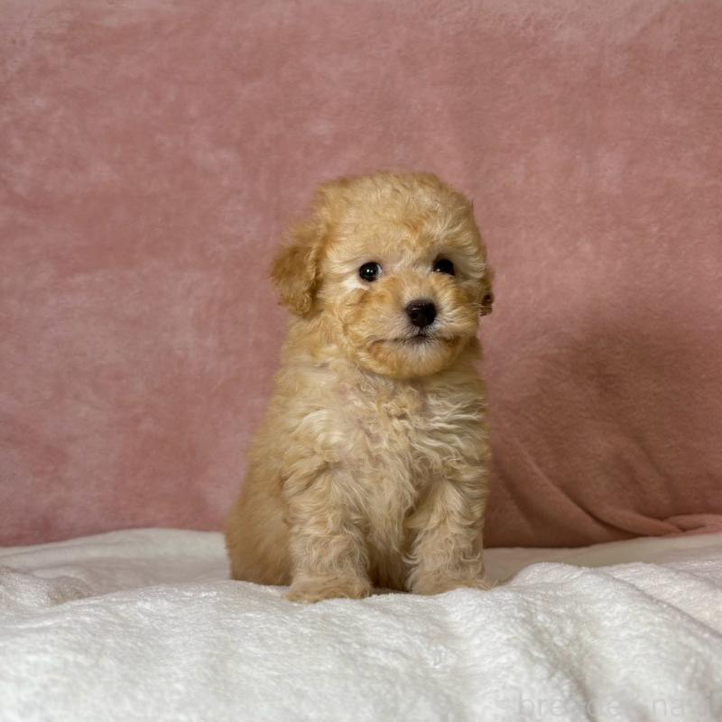 販売中の大阪府のトイプードル-444568の10枚目