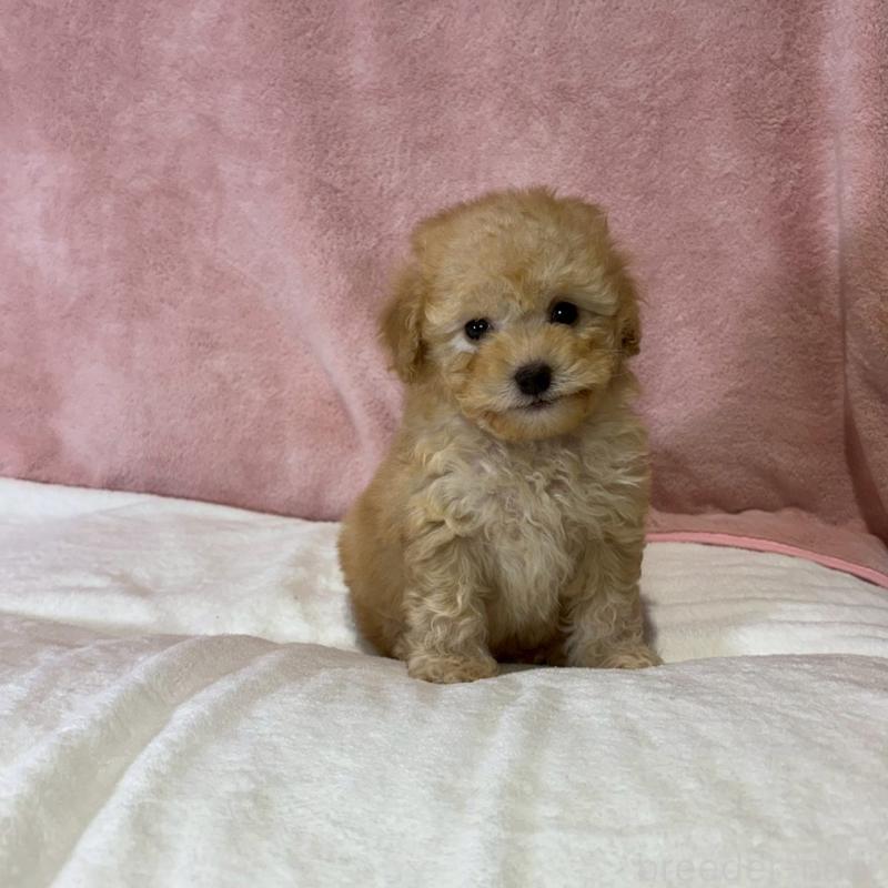 販売中の大阪府のトイプードル-444568の9枚目