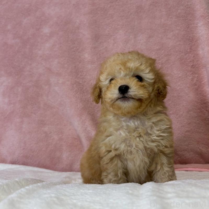 販売中の大阪府のトイプードル-444568の8枚目