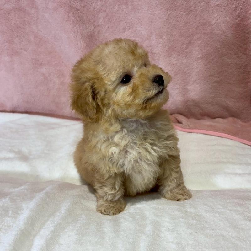 販売中の大阪府のトイプードル-444568の7枚目