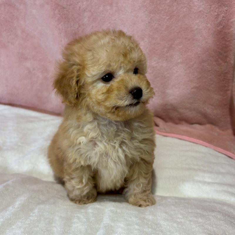 販売中の大阪府のトイプードル-444568の6枚目
