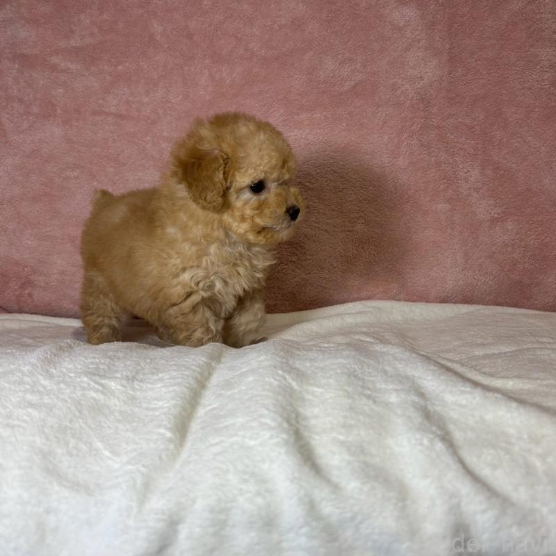販売中の大阪府のトイプードル-444568の5枚目
