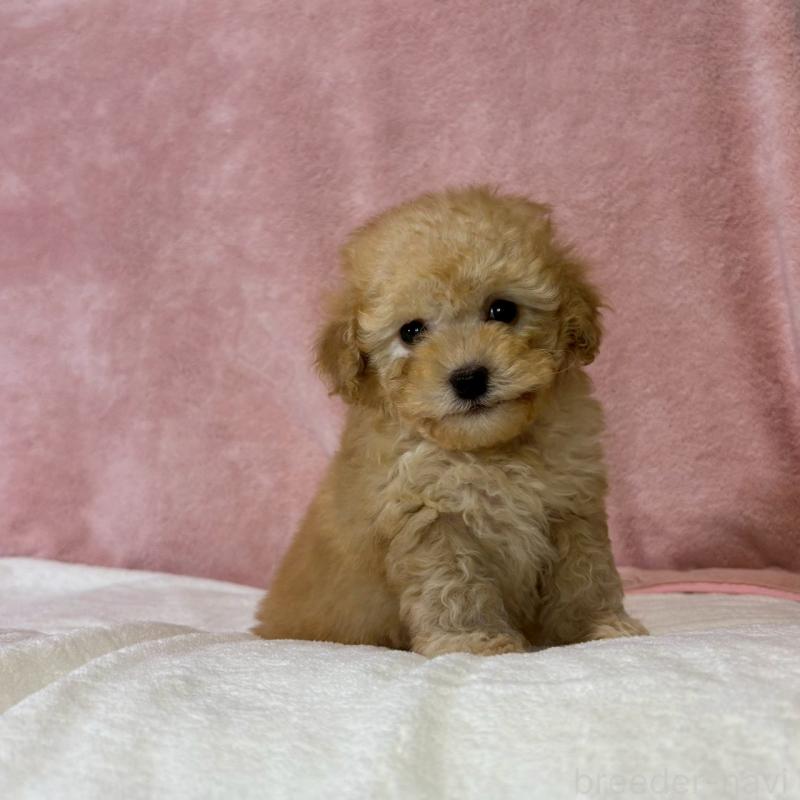 販売中の大阪府のトイプードル-444568の4枚目
