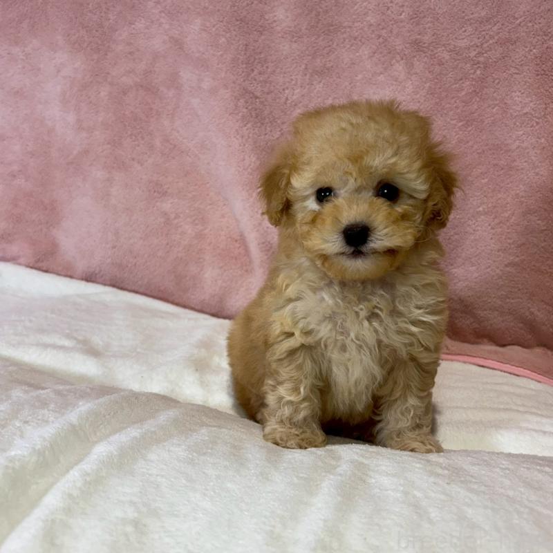 販売中の大阪府のトイプードル-444568の3枚目