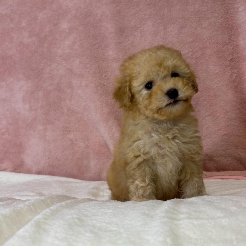 販売中の大阪府のトイプードル-444568の2枚目