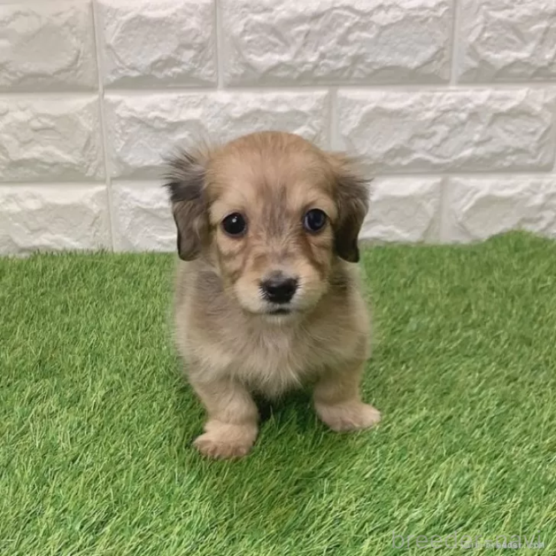 販売中の愛知県のミニチュアダックスフンド(ロングヘアード)-439761