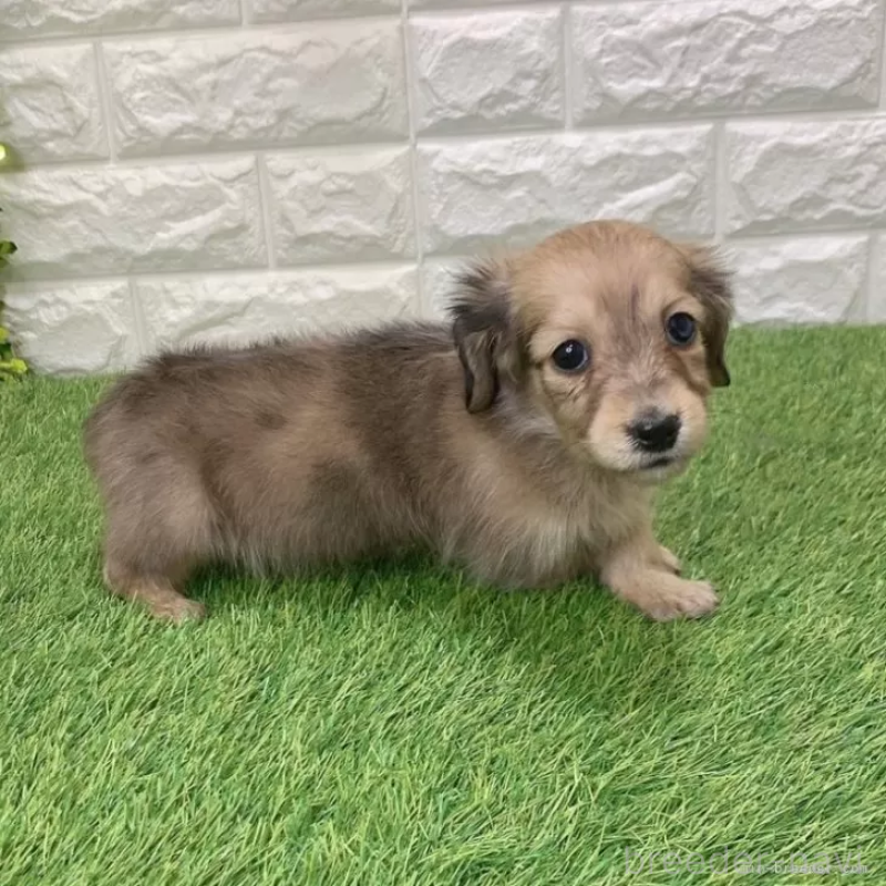 商談中の愛知県のミニチュアダックスフンド(ロングヘアード)-439761の5枚目