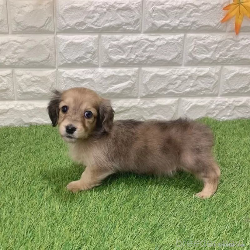 商談中の愛知県のミニチュアダックスフンド(ロングヘアード)-439761の4枚目