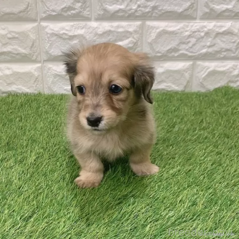 商談中の愛知県のミニチュアダックスフンド(ロングヘアード)-439761の3枚目