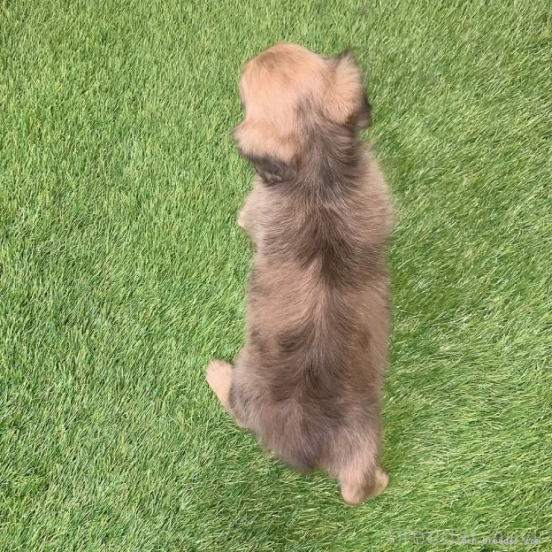 商談中の愛知県のミニチュアダックスフンド(ロングヘアード)-439761の2枚目