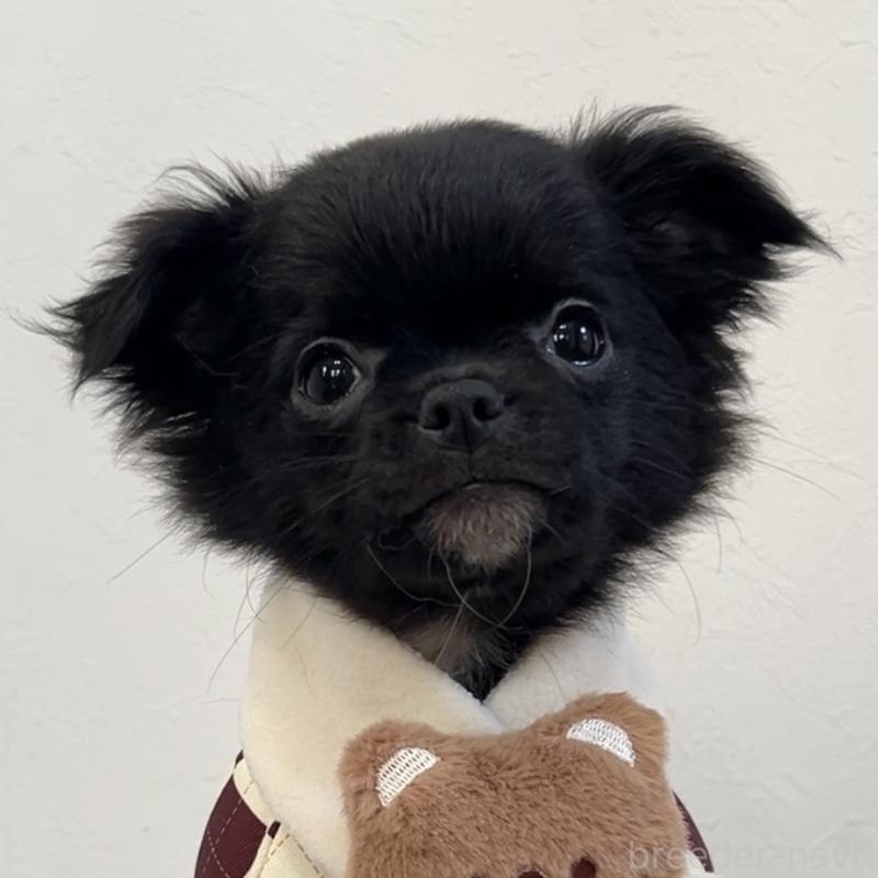 成約済の広島県のチワワ(ロングコート)-425930の1枚目