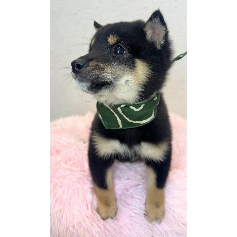 成約済の茨城県の豆柴-437184の4枚目