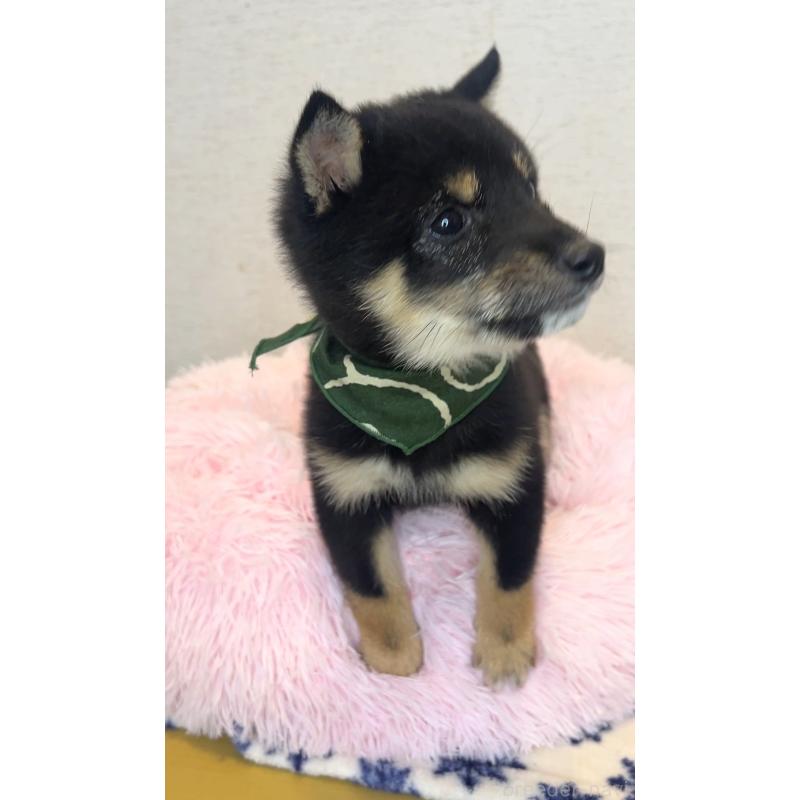 成約済の茨城県の豆柴-437184の2枚目