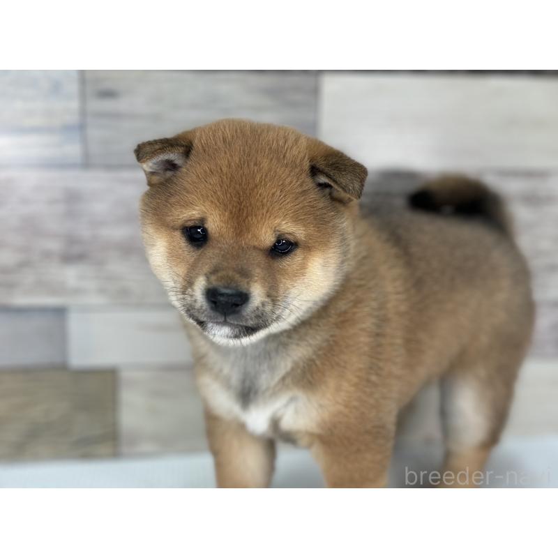 販売中の愛知県の豆柴-444569の5枚目