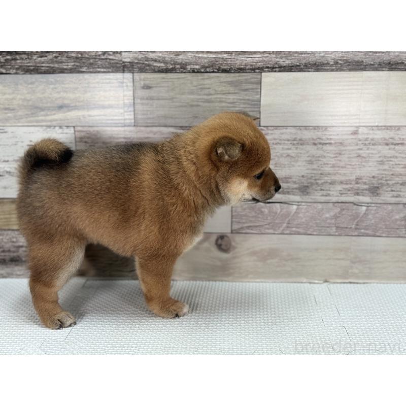 販売中の愛知県の豆柴-444569の4枚目