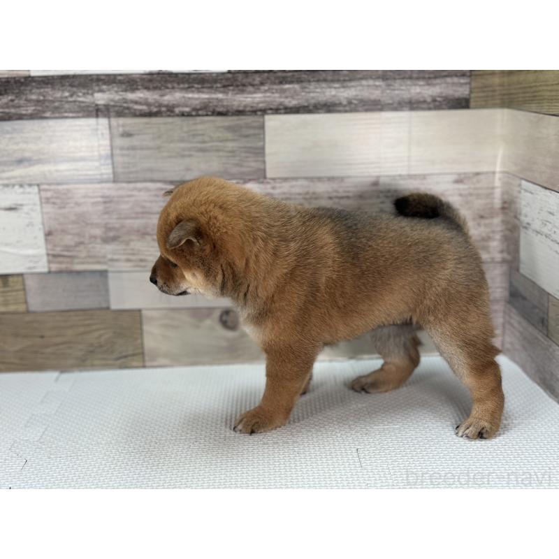 販売中の愛知県の豆柴-444569の3枚目