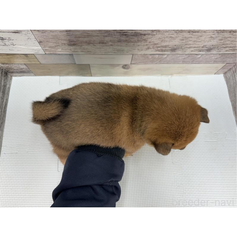 販売中の愛知県の豆柴-444569の2枚目