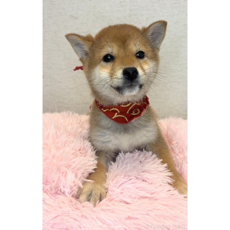 販売中の茨城県の豆柴-435664の5枚目