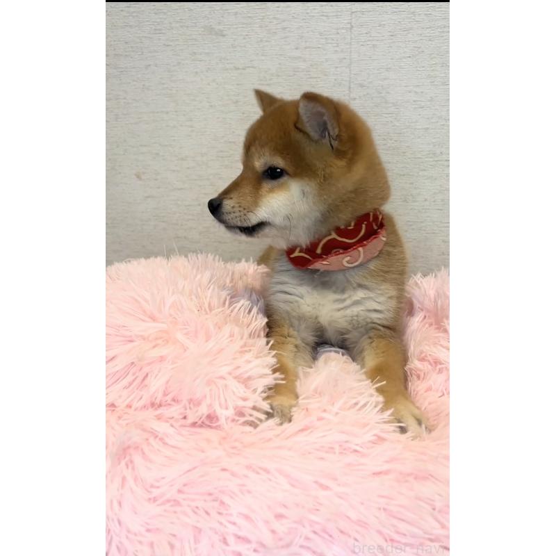 販売中の茨城県の豆柴-435664の3枚目