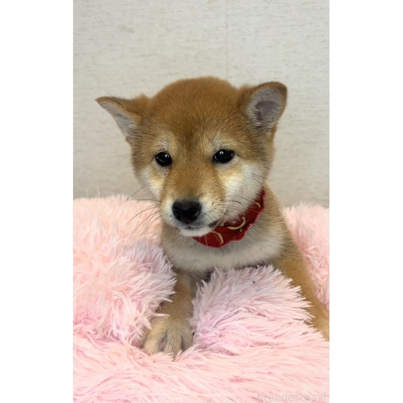 販売中の茨城県の豆柴-435664の2枚目